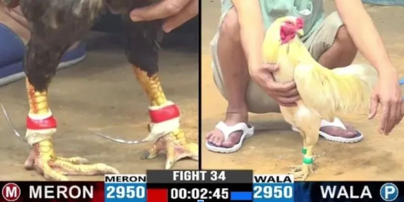 Bí kíp soi kèo đá gà trực tuyến bất bại